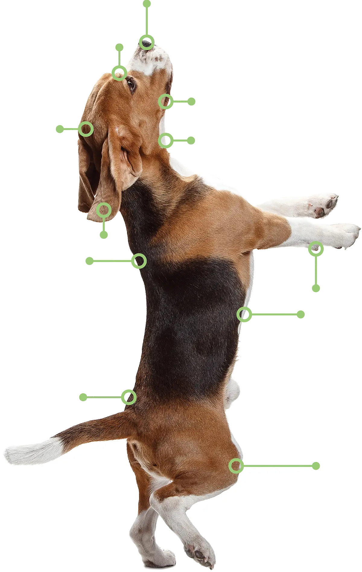 Dog standing straight up with green illustrations