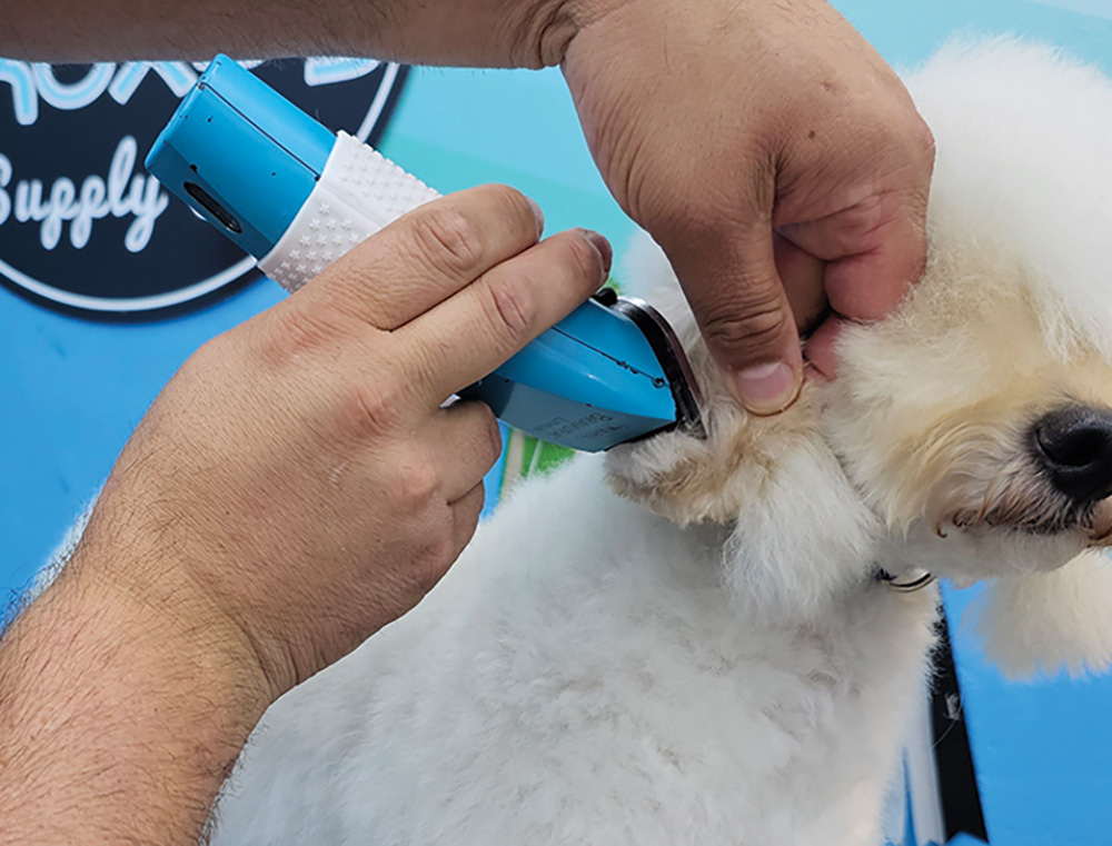 Close-up side photograph perspective of a white colored mini Poodle dog getting trimmed/cut by a blue haircut clipper used by a man's hands in the dog's low tassel ear area