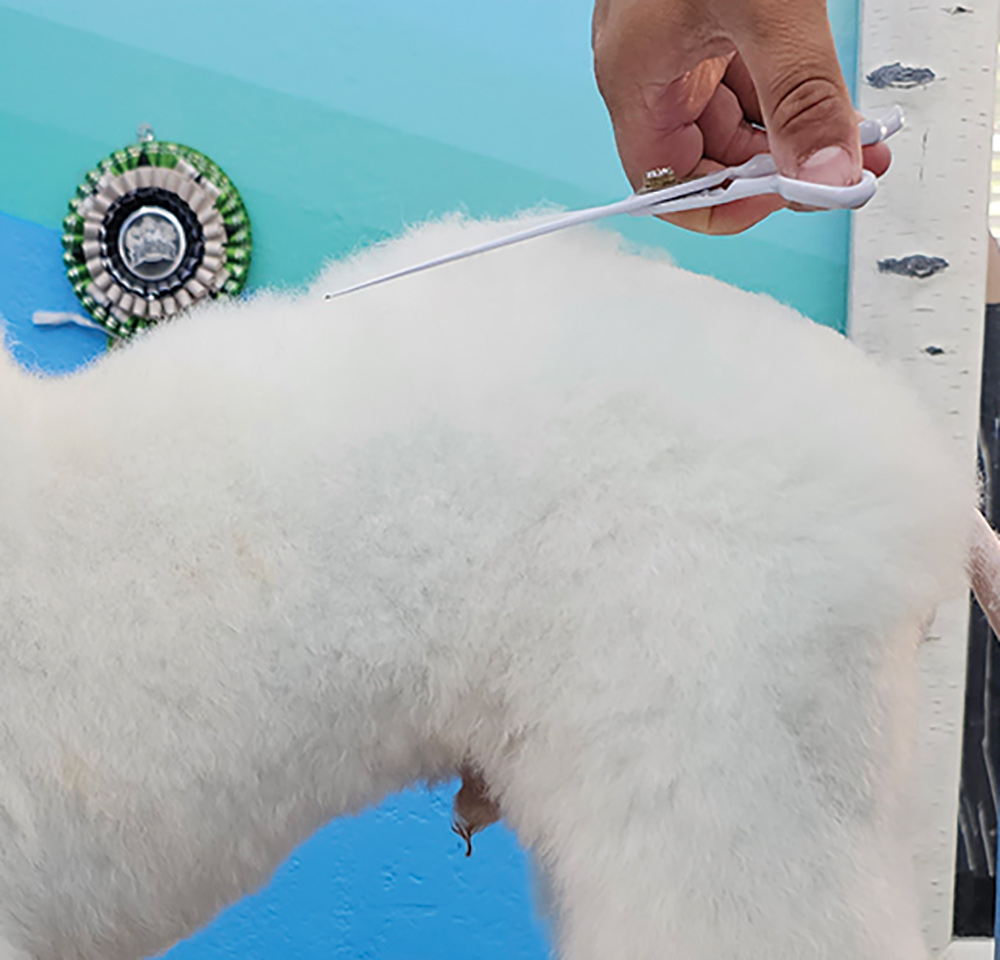 Close-up side photograph perspective of a white colored mini Poodle dog getting trimmed/cut by a white straight scissor used by a man's hand in the dog's high roach point/withers area