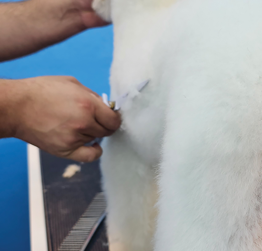 Close-up photograph perspective of a white colored mini Poodle dog getting trimmed/cut by a white straight scissor used by a man's hands in the dog's ribs area