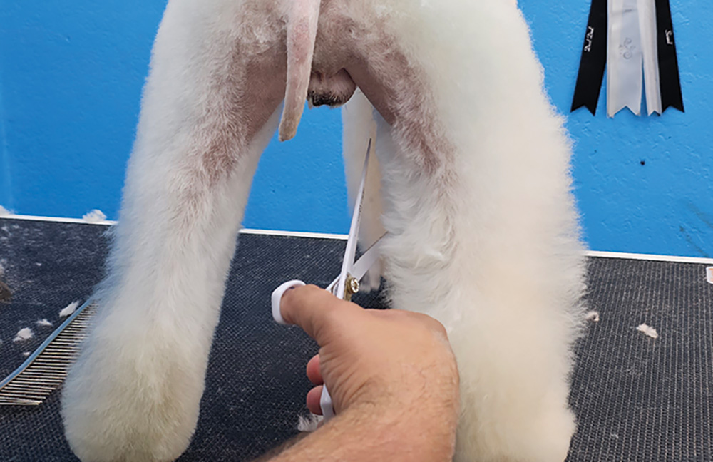 Close-up rear photograph perspective of a white colored mini Poodle dog getting trimmed/cut by a white straight scissor used by a man's hand in the dog's thigh area