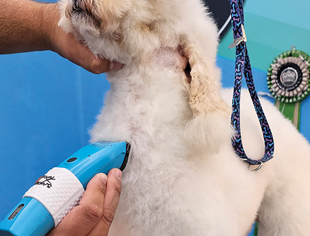Close-up angle photograph perspective of a white colored mini Poodle dog getting trimmed/cut by a blue haircut clipper used by a man's hands in the dog's throat area