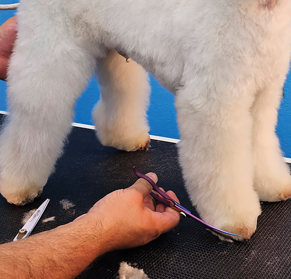 Close-up side photograph perspective of a white colored mini Poodle dog getting trimmed/cut by a violet curved scissor used by a man's hands in the dog's edges of feet/toe area