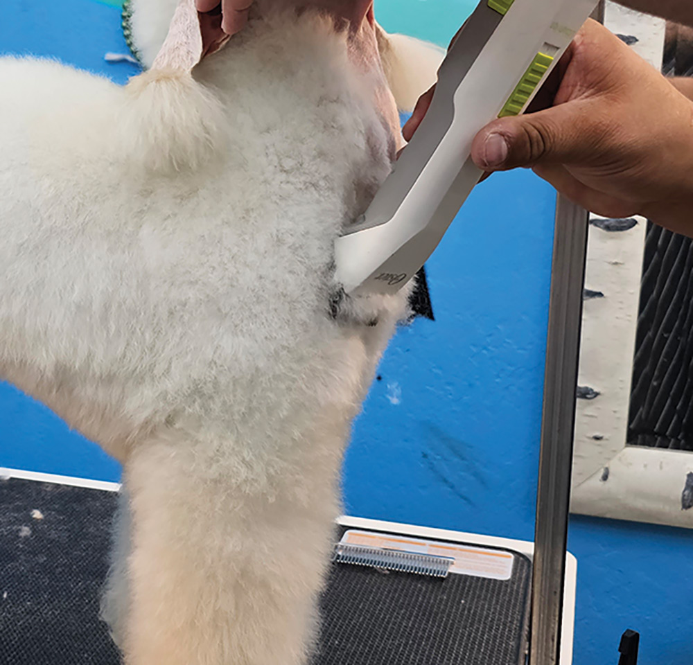 Close-up side photograph perspective of a white colored mini Poodle dog getting trimmed/cut by a white/grey haircut clipper used by a man's hands in the dog's front in tight/chest area