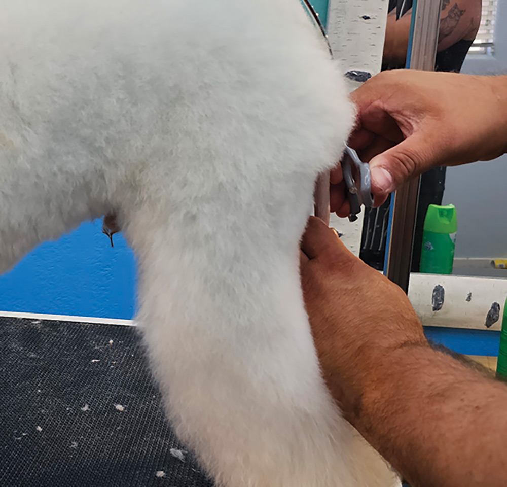 Close-up side photograph perspective of a white colored mini Poodle dog getting trimmed/cut by a large curved grey scissor used by a man's hands in the dog's highest tuck-up point area nearby tail