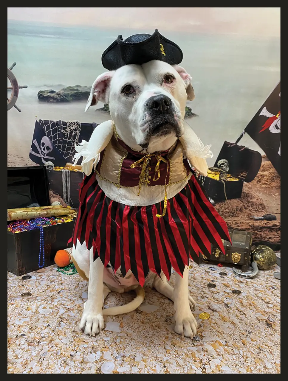 Libby the dog dressed as a pirate