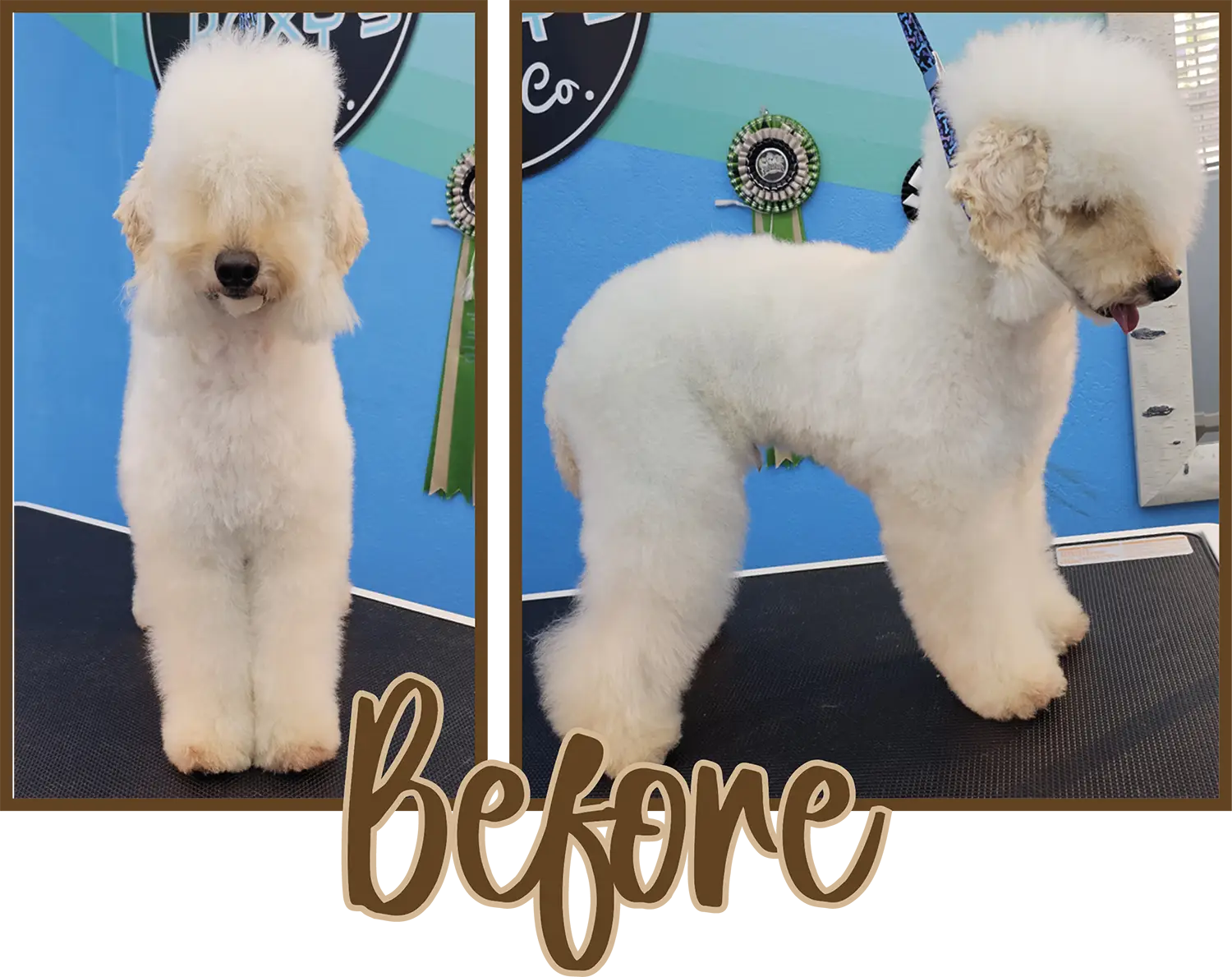 Close-up before front pose photograph perspective of a white colored mini Poodle dog getting ready to be trimmed with the complete classic Bedlington look