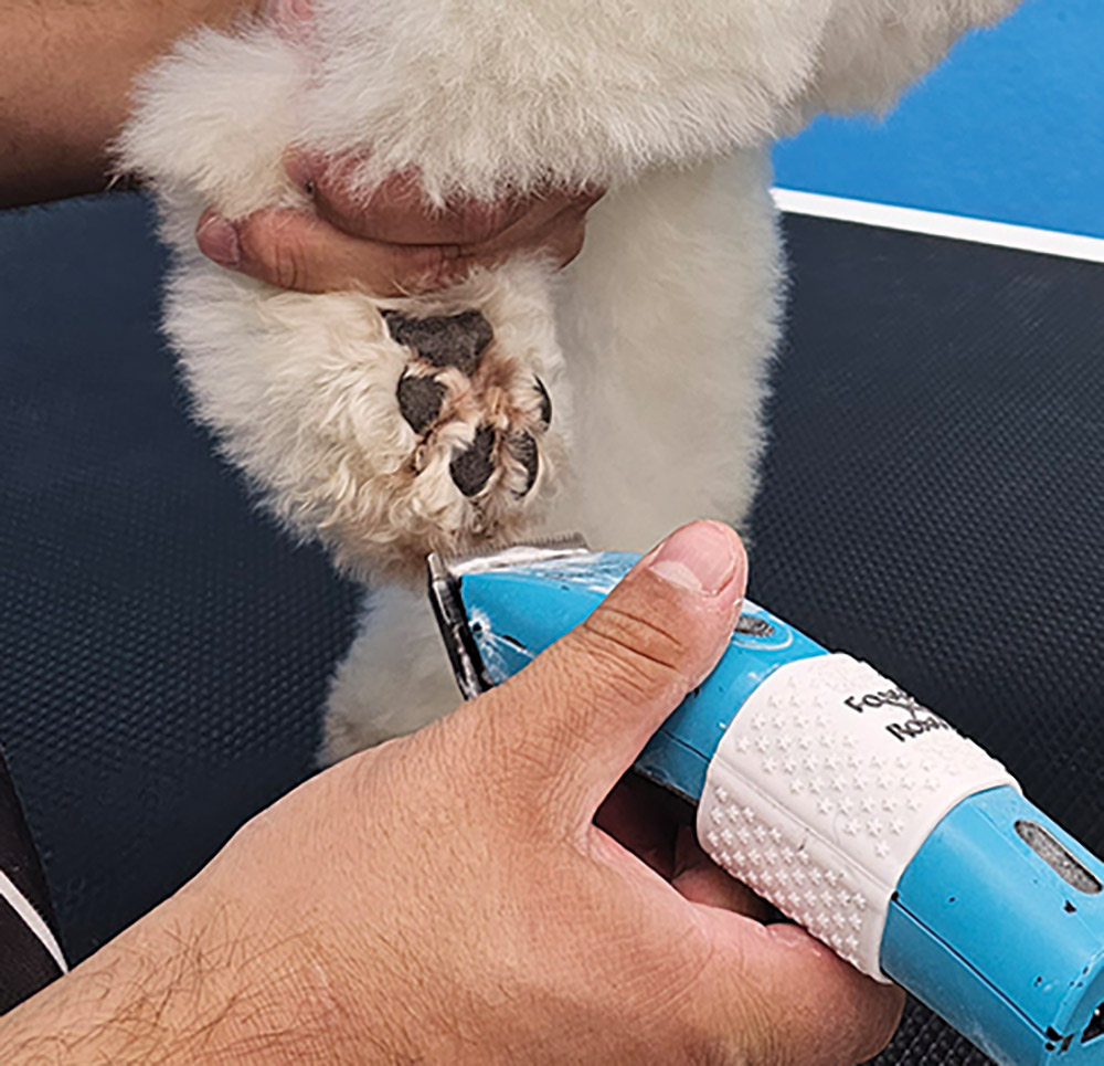 Close-up portrait photograph perspective of a white colored Poodle dog's outer foot pad area being shaved off/trimmed off by a blue colored hair clipper tool used by a person's hand