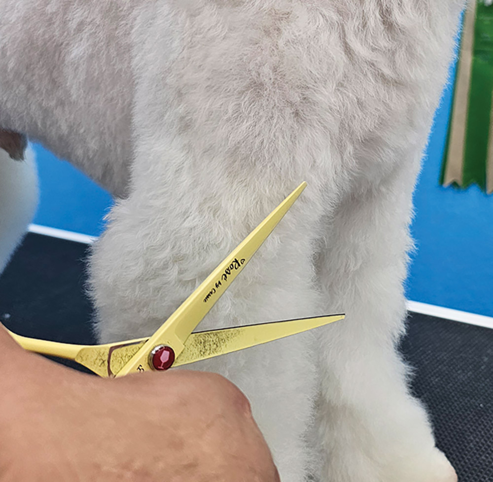 Close-up portrait photograph perspective of a white colored Poodle dog's front legs area being cut by a curved yellow scissor used by a person's hand