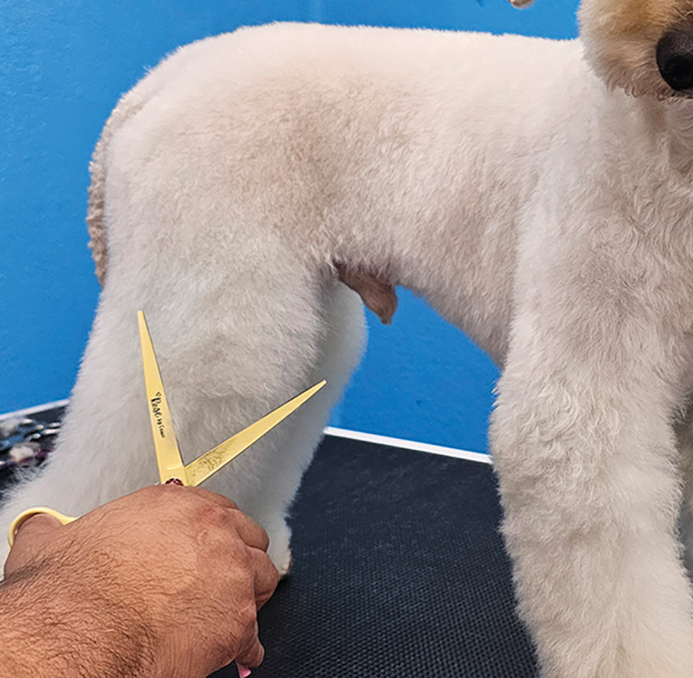 Close-up portrait photograph perspective of a white colored Poodle dog's rear legs area being cut by a curved yellow scissor used by a person's hand