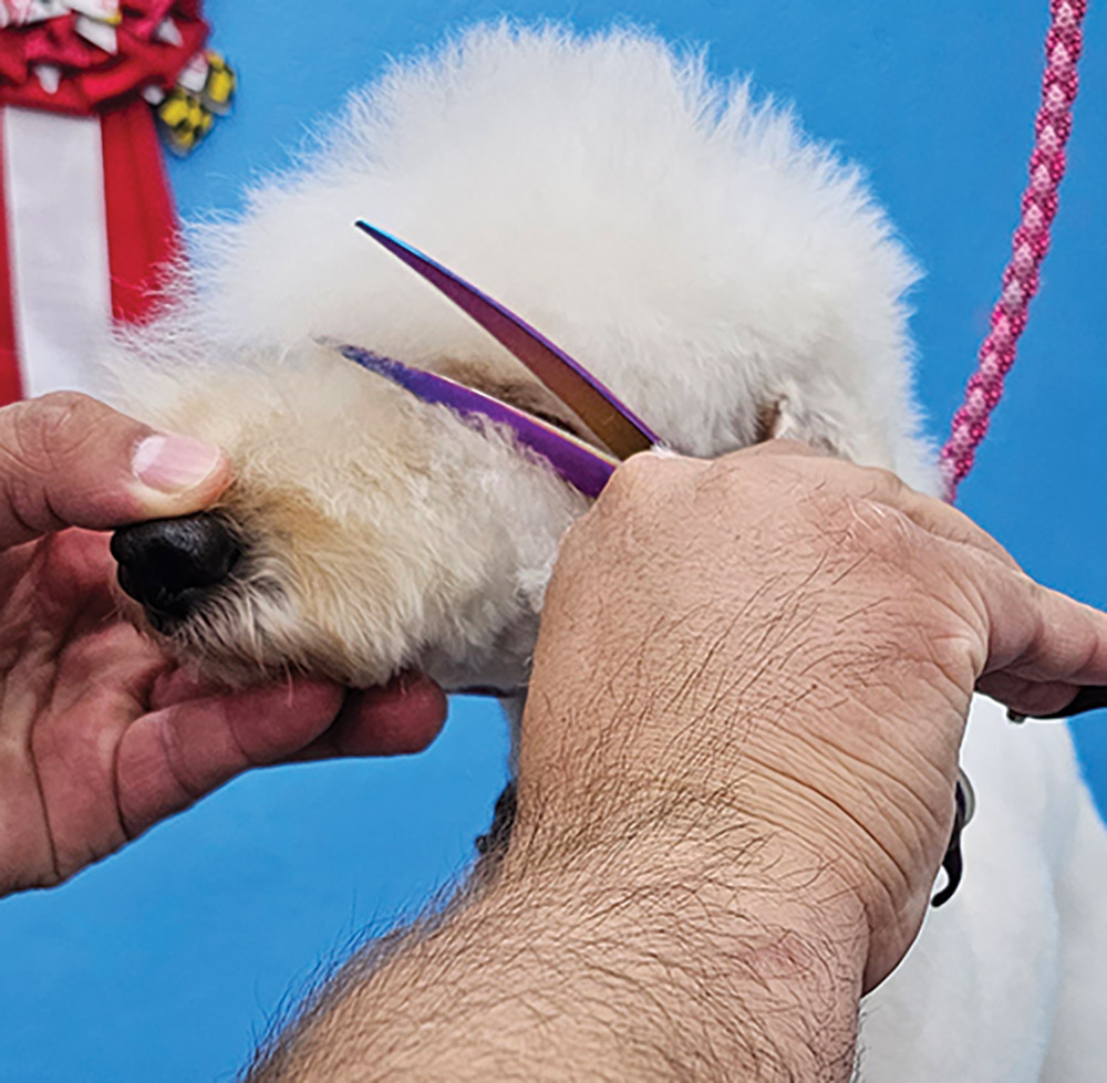 Close-up portrait photograph perspective of a white colored Poodle dog's outer eyes/nose area being cut by a curved violet scissor used by a person's hand