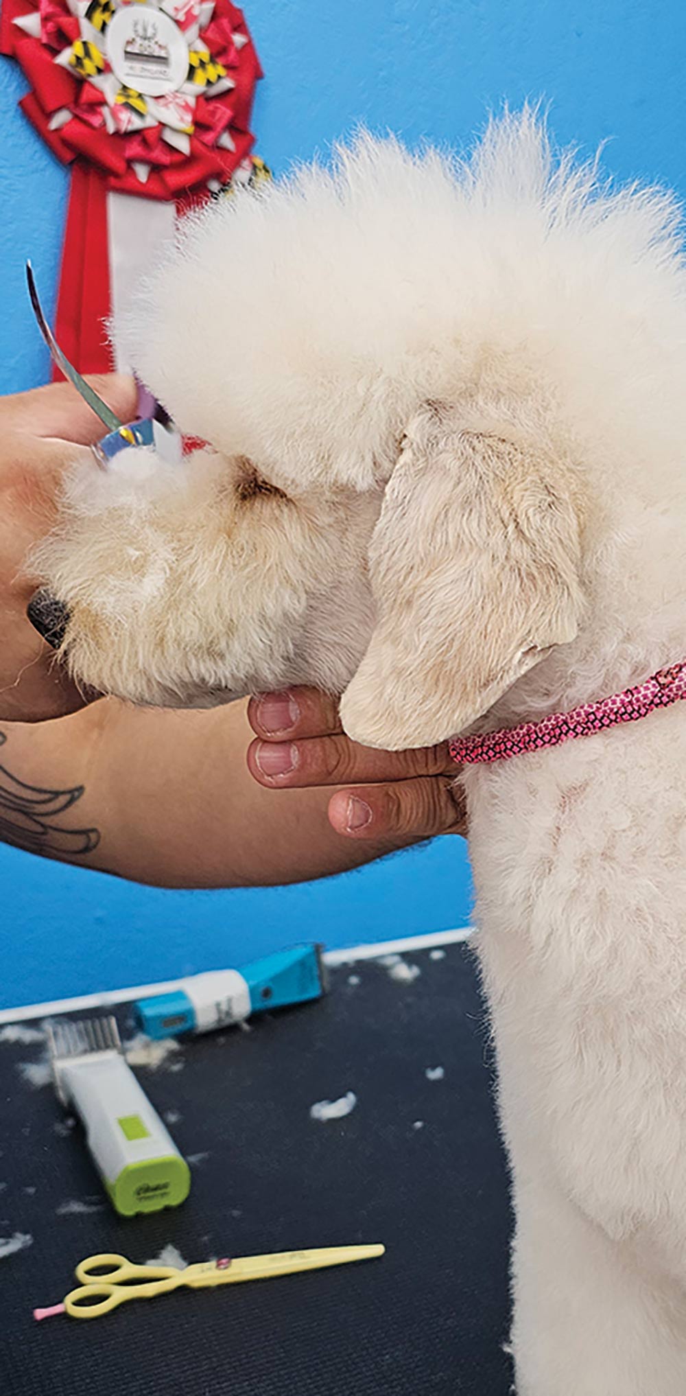 Close-up portrait photograph perspective of a white colored Poodle dog's outer eyes area being cut by a curved violet scissor used by a person's hand