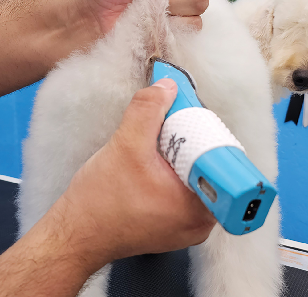 Close-up portrait photograph perspective of a white colored Poodle dog's anal sanitary being shaved off/trimmed off by a blue colored hair clipper tool used by a person's hand
