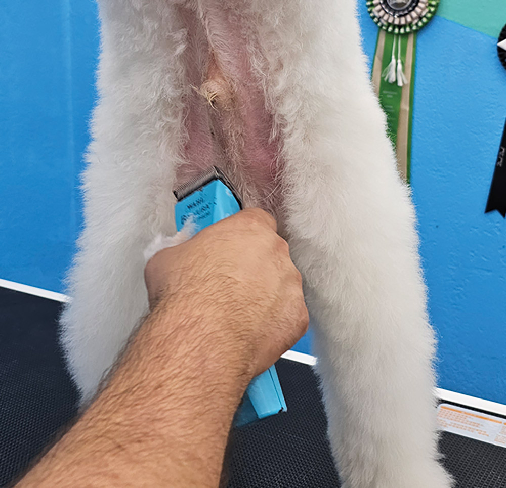 Close-up portrait photograph perspective of a white colored Poodle dog's belly sanitary area being shaved off/trimmed off by a blue colored hair clipper tool used by a person's hand