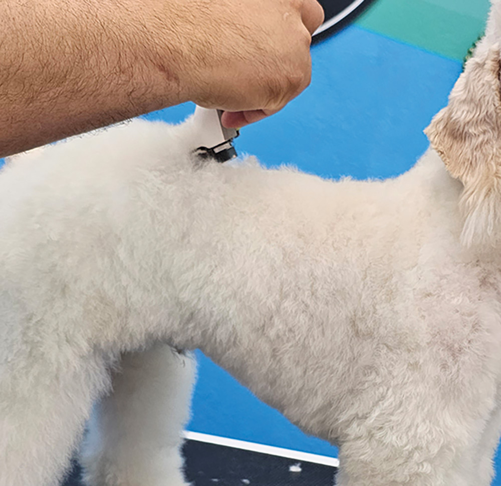 Close-up portrait photograph perspective of a white colored Poodle dog's withers/shoulders area being shaved off/trimmed off by a tool used by a person's hand