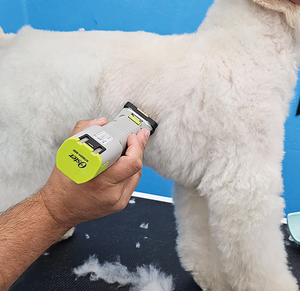 Close-up portrait photograph perspective of a white colored Poodle dog's trunk/waist area being shaved off/trimmed off by a grey colored hair clipper tool used by a person's hand