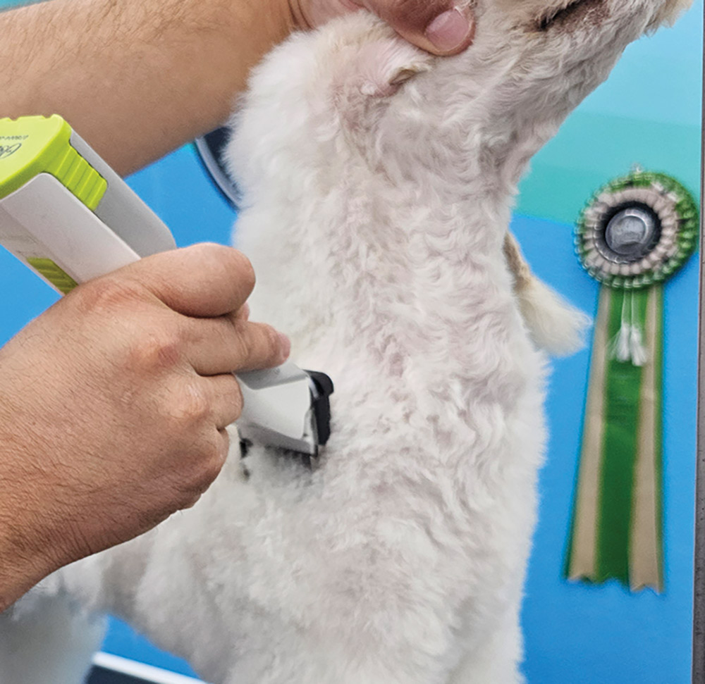 Close-up portrait photograph perspective of a white colored Poodle dog's underneath ear/shoulder muscle area being shaved off/trimmed off by a grey colored hair clipper tool used by a person's hand