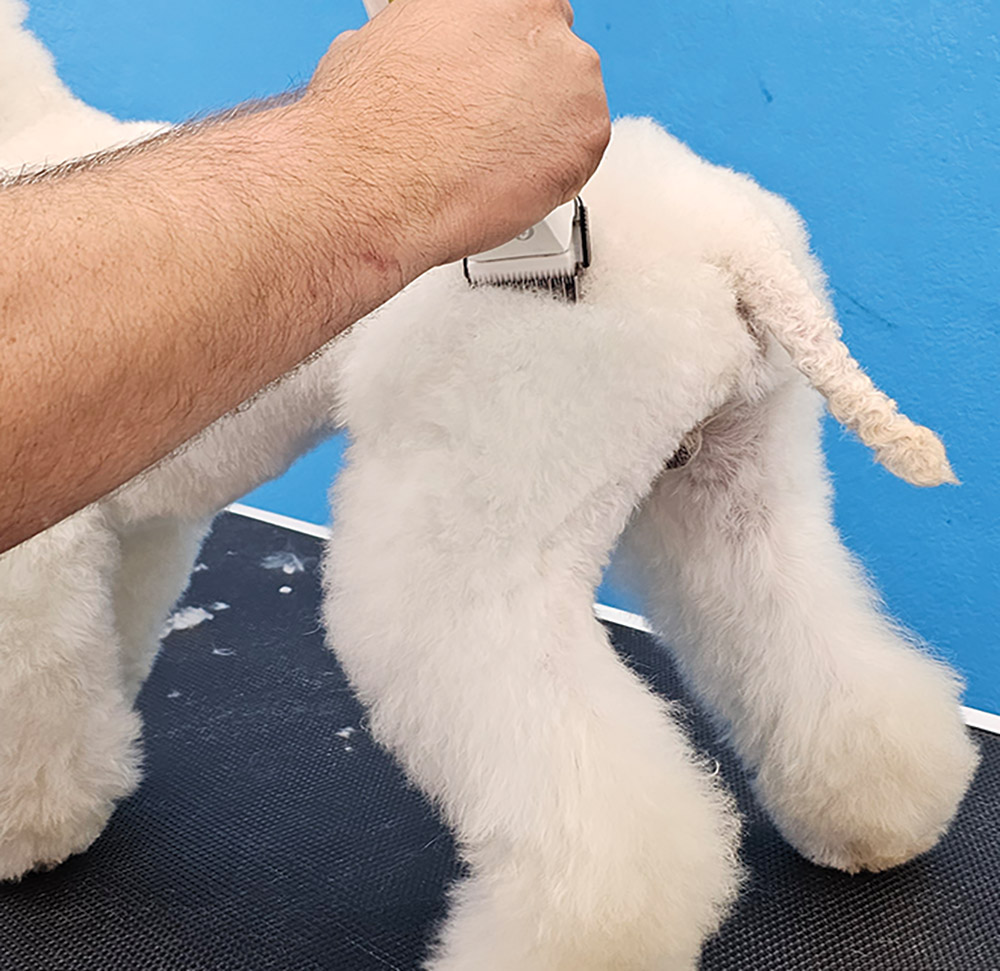 Close-up portrait photograph perspective of a white colored Poodle dog's rear muscle group/thighs area being shaved off/trimmed off by a grey colored hair clipper tool used by a person's hand