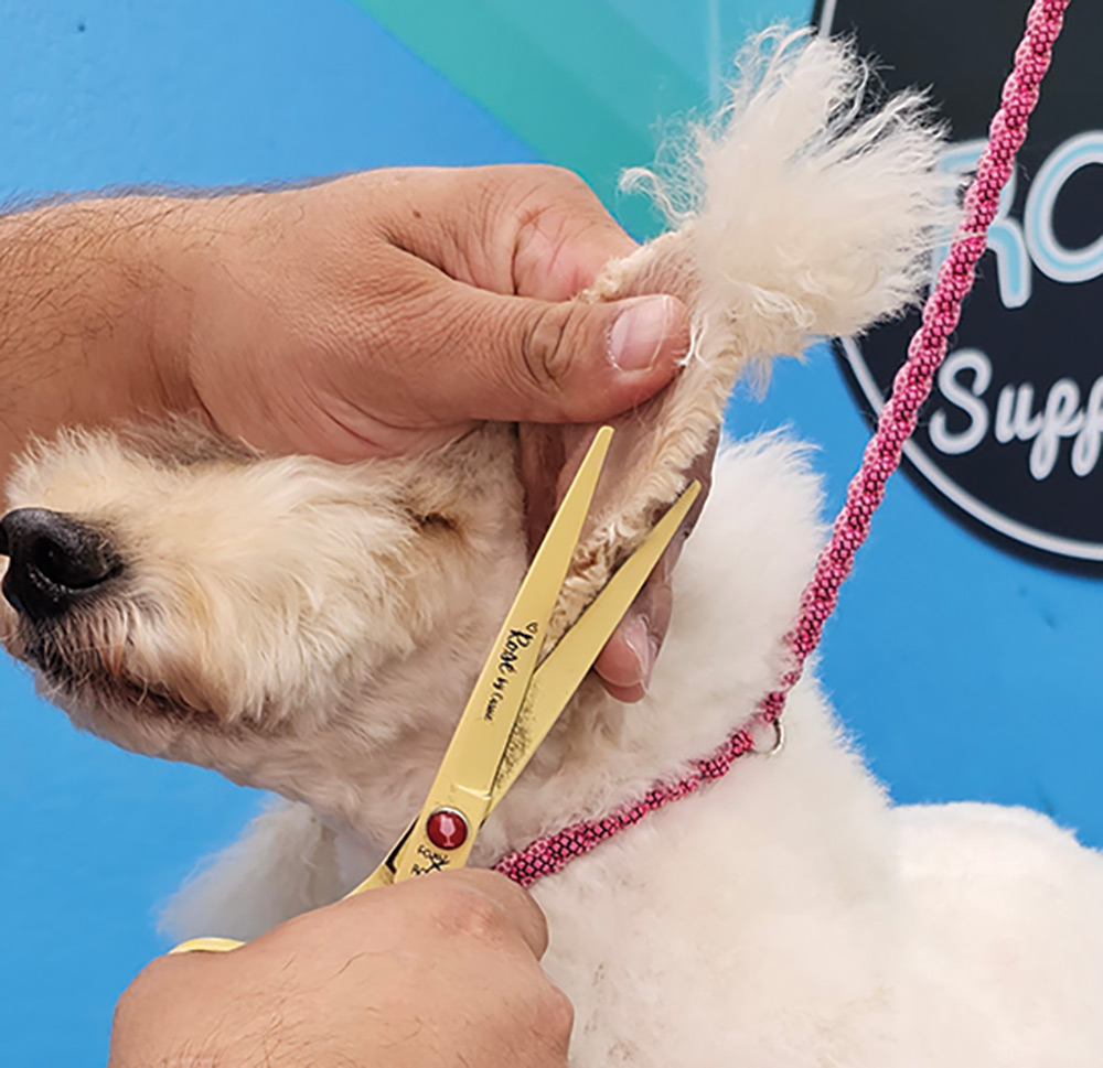 Close-up portrait photograph perspective of a white colored Poodle dog's outer edge ears area being cut by a curved yellow scissor used by a person's hand