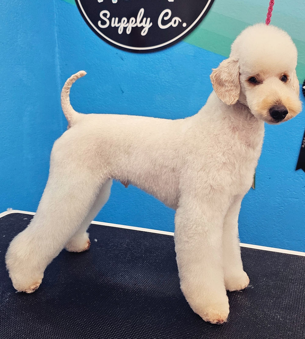 After pose close-up portrait photograph of a white colored Poodle dog with the Poodlington trim look (short ear and tail Teddy Bear trim)