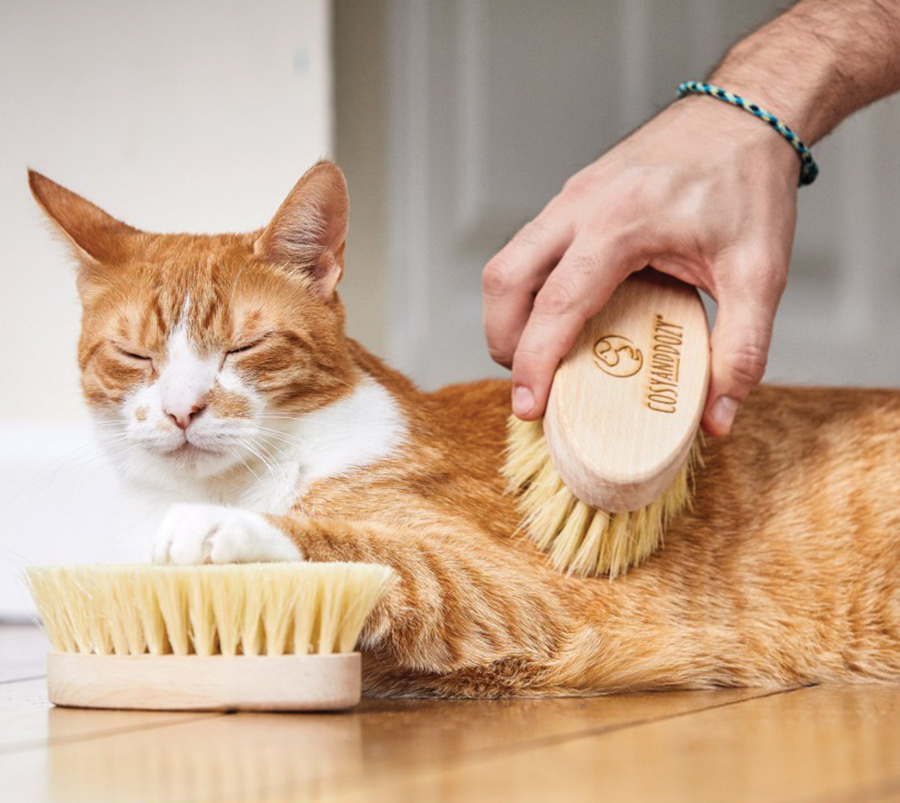 Cat getting groomed by its owner