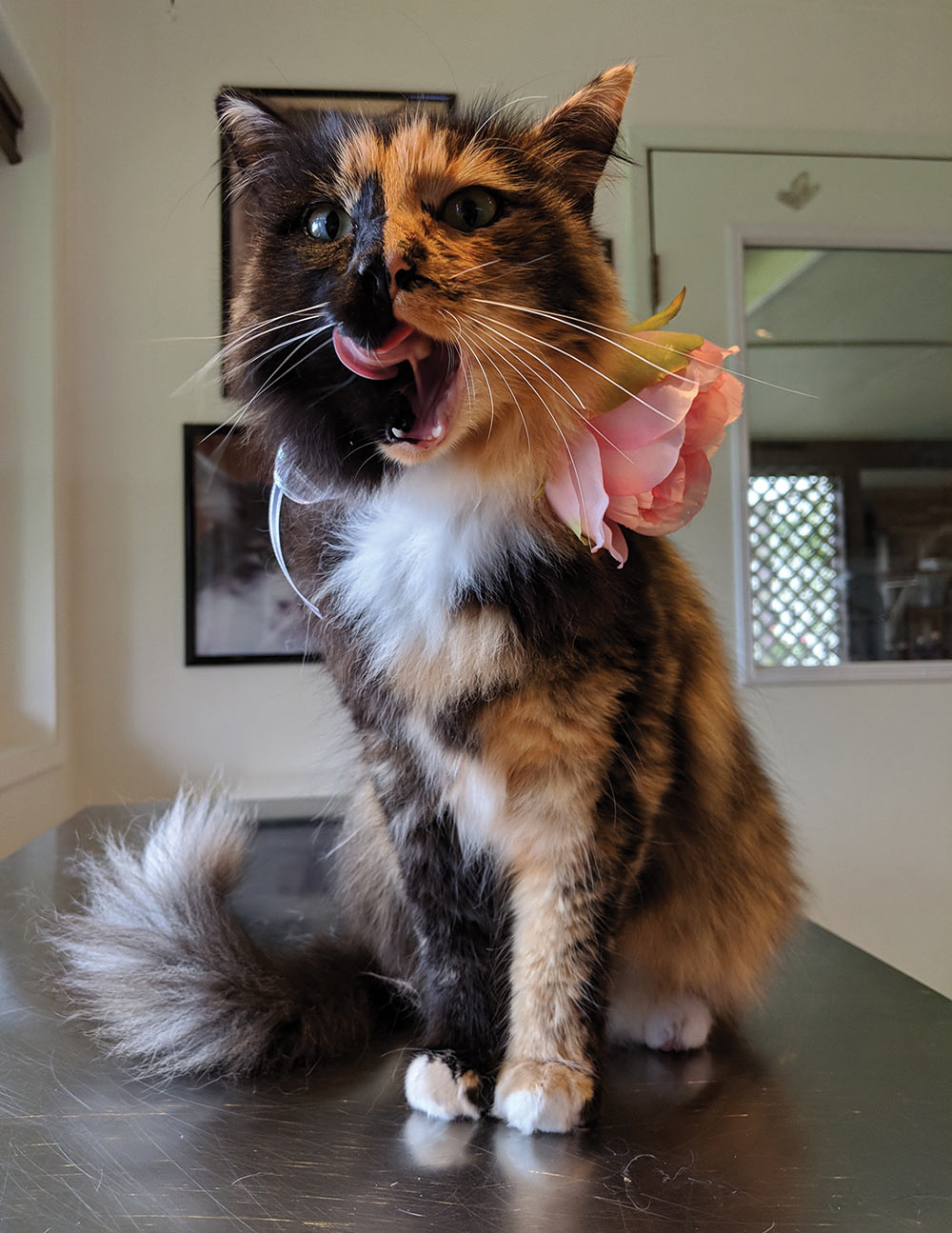 close low angle view of a Tortoiseshell cat collared with a white ribbon an pink rose licking its chops while sitting on a grooming table