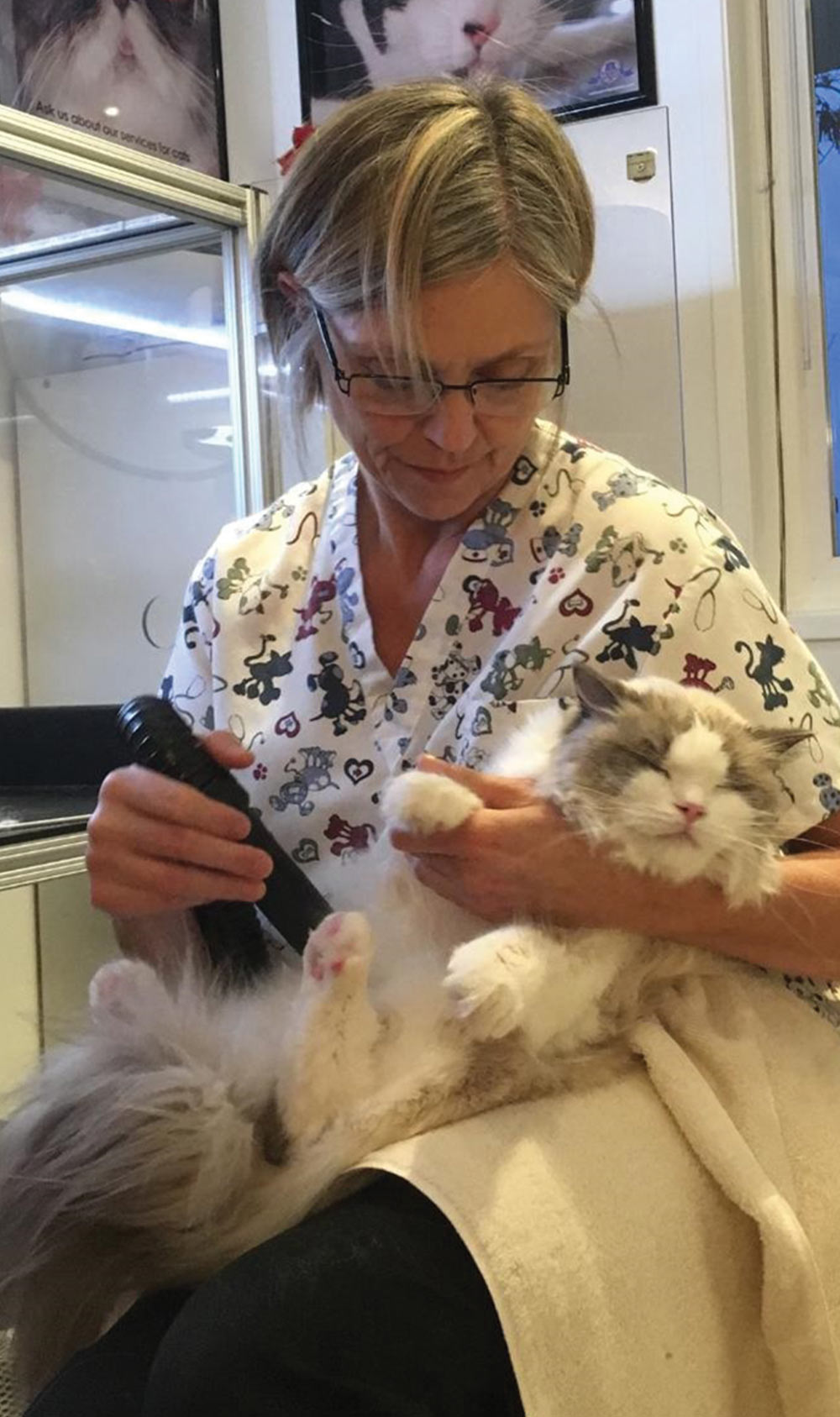 a seated Debra Norton gently holds a Ragdoll cat in her lap during a blow drying session
