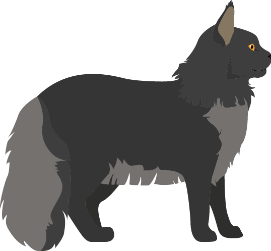 Vector of a Maine Coon cat