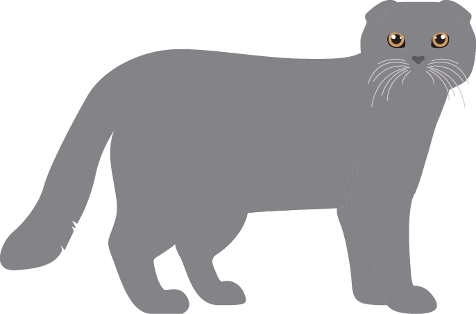 Vector of a Scottish Fold