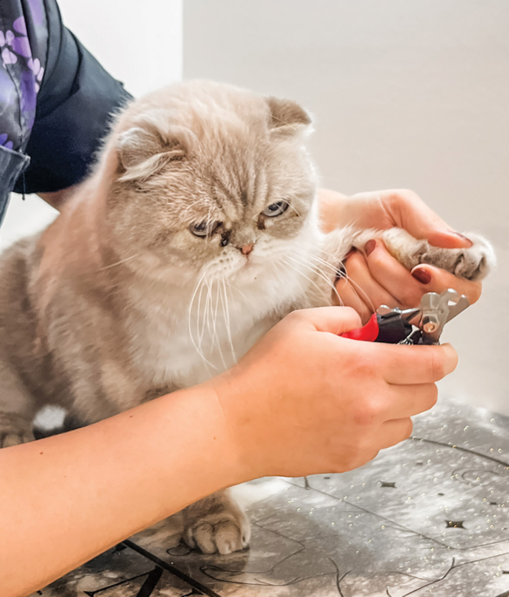 Close-up photograph of a person's hands trimming the sharp nails of a Scottish Fold cat with nail trimmers