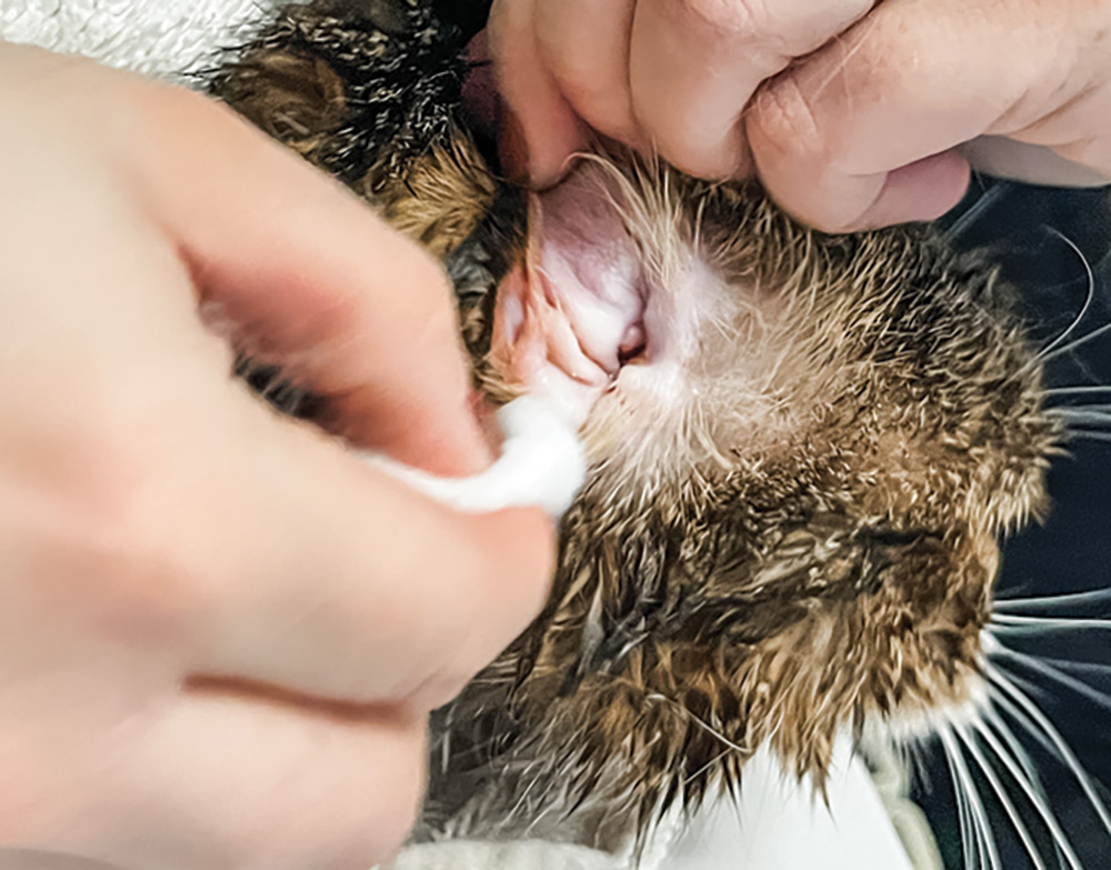 Close-up photograph of a person's hands peeking into a Scottish Fold cat's outer ear canal area