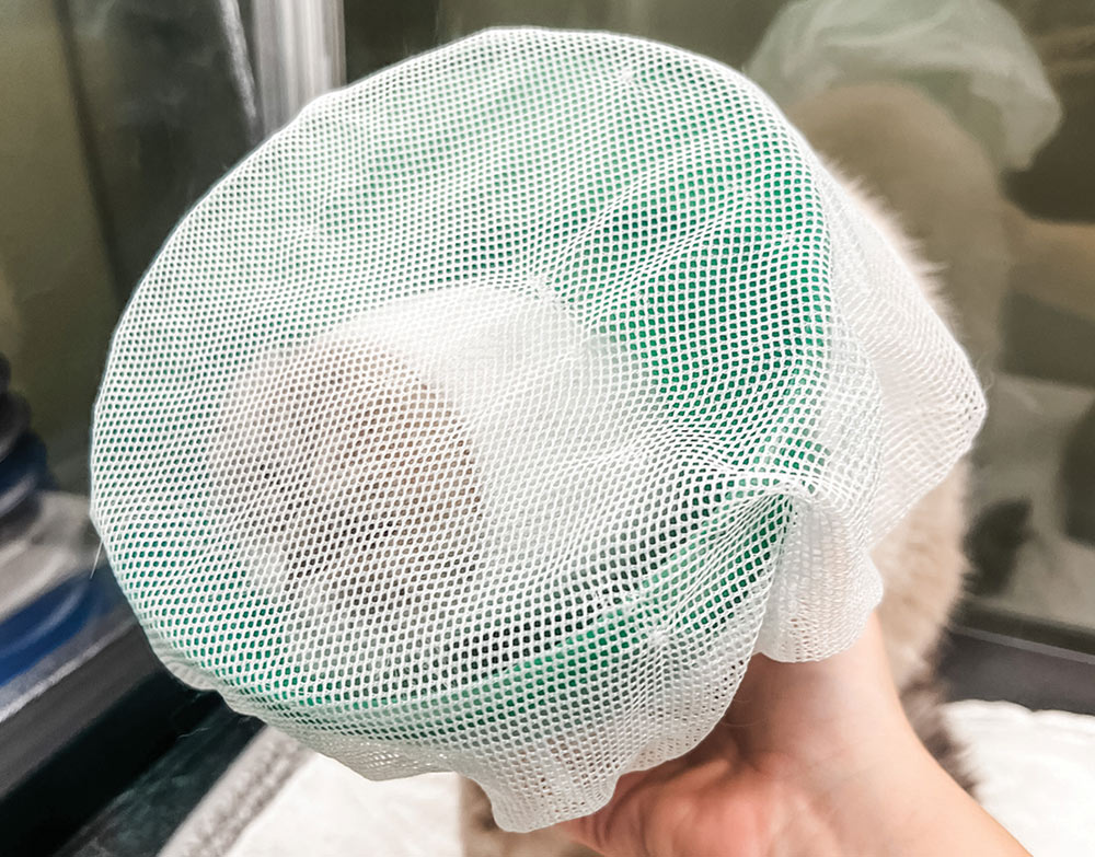 Close-up photograph of a person's hands using a mesh shower cap on the skin of a Scottish Fold cat
