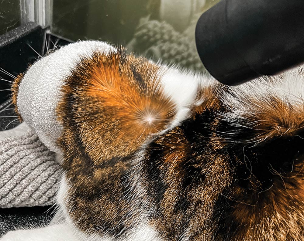 Close-up photograph of a person's hands using a water peeler nozzle dryer on the skin of a Scottish Fold cat as the air flow is blowing rapidly fast in motion
