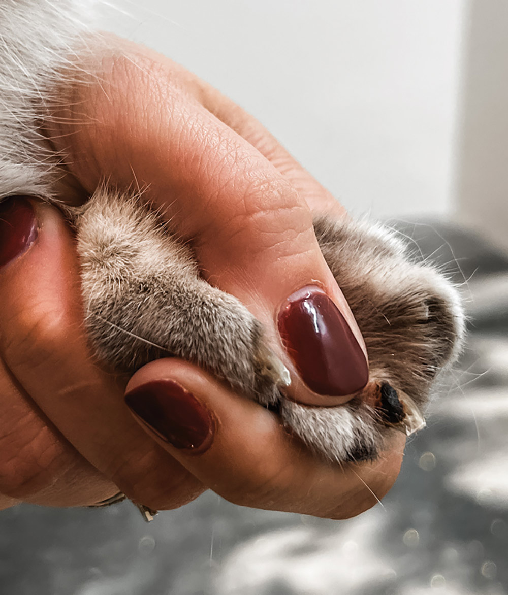 Close-up photograph of a person's hands holding the base nail/foot area of a Scottish Fold cat with black gunk on the actual nail