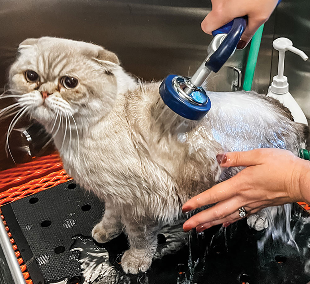 Close-up photograph of a person's hands watering the shower nozzle close to the side area skin of a Scottish Fold cat