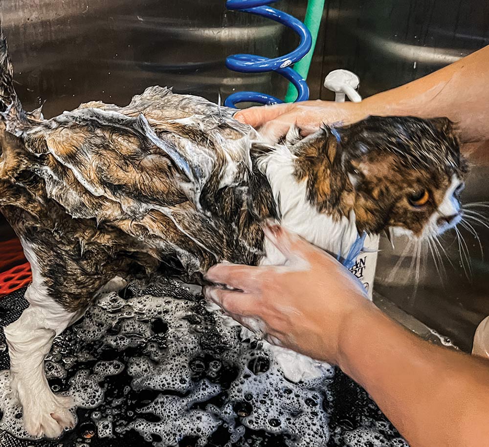 Close-up photograph of a person's hands using shampoo on the side area skin of a Scottish Fold cat