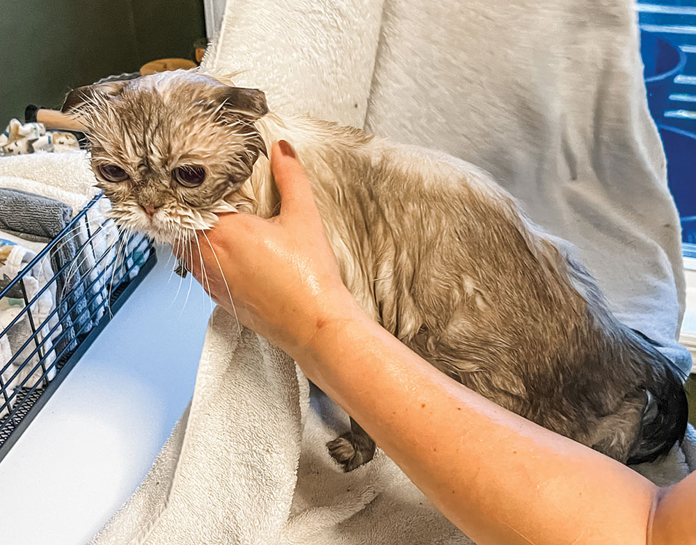 Close-up photograph of a person's hands using a large fluffy towel to dry off the Scottish Fold cat