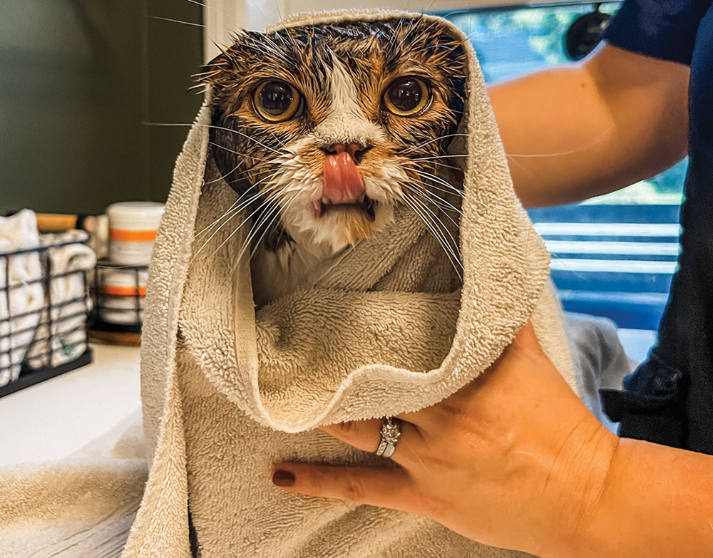Close-up photograph of a person's hands holding the large fluffy towel in place to dry the Scottish Fold cat's upper head area