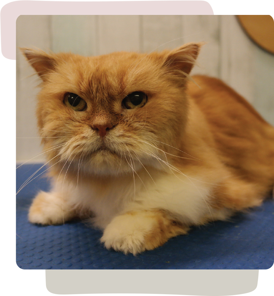 orange cat in bathing room