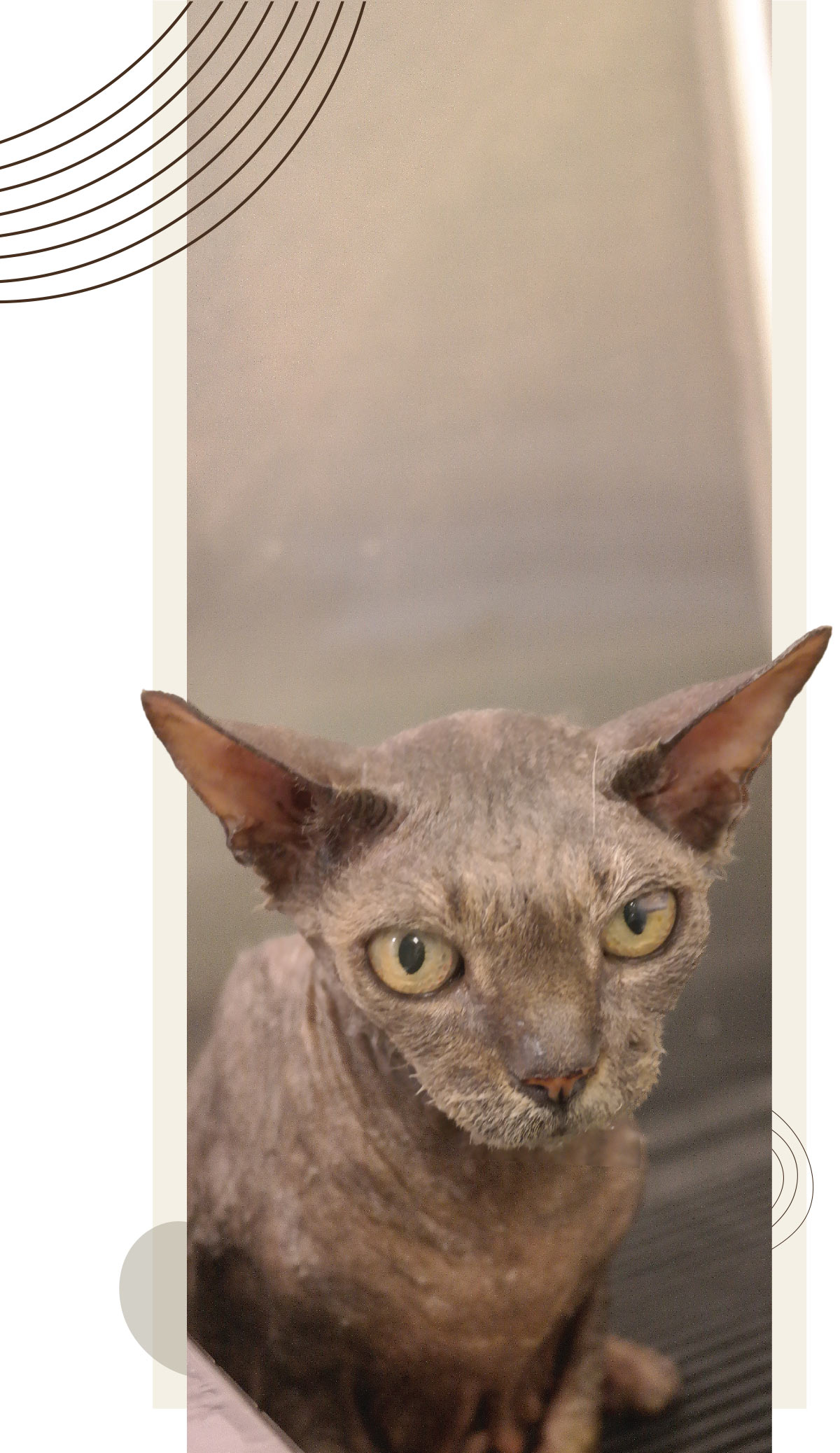 hairless senior cat being bathed