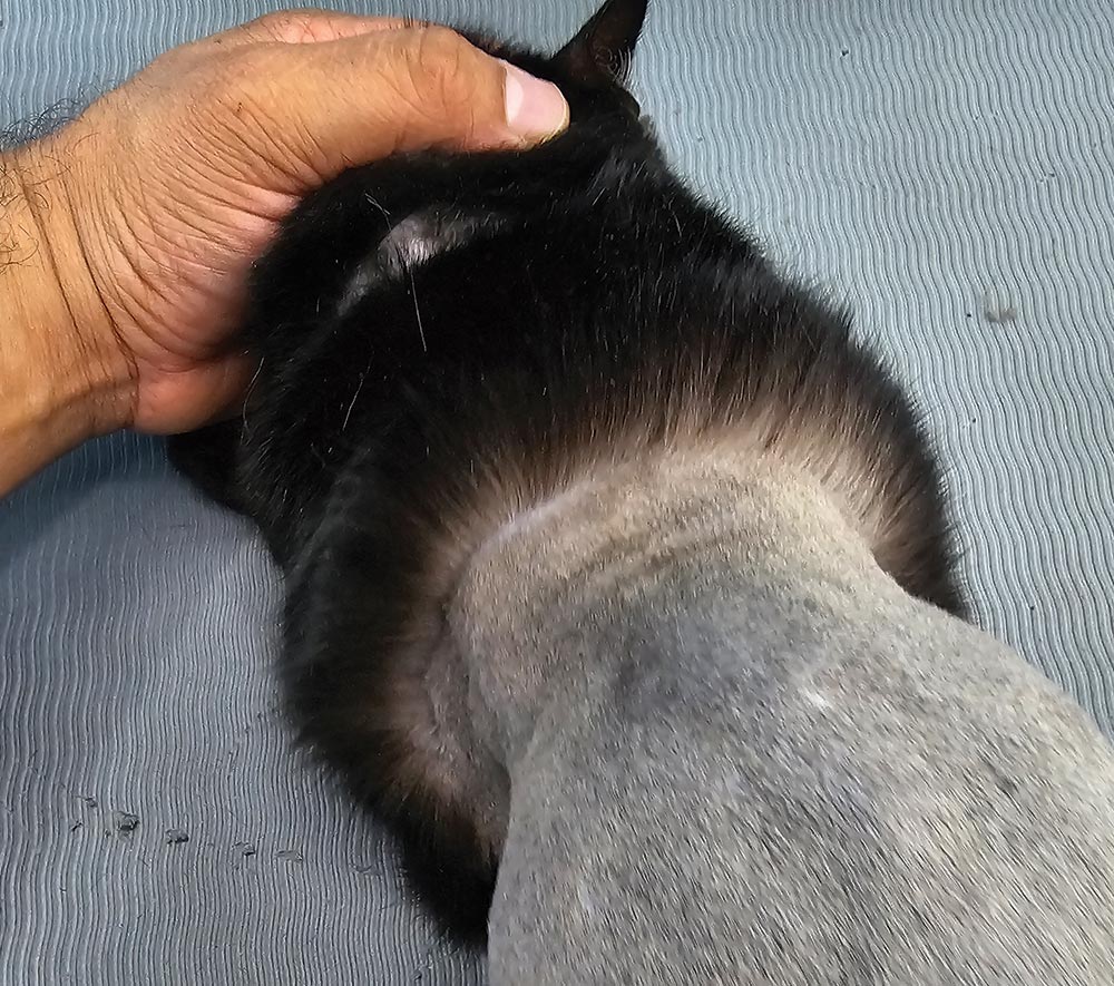 Close-up photograph perspective of a person's hand holding a black cat's rear head area showing the final trimmed cut pattern line when the remaining fur is pushed back