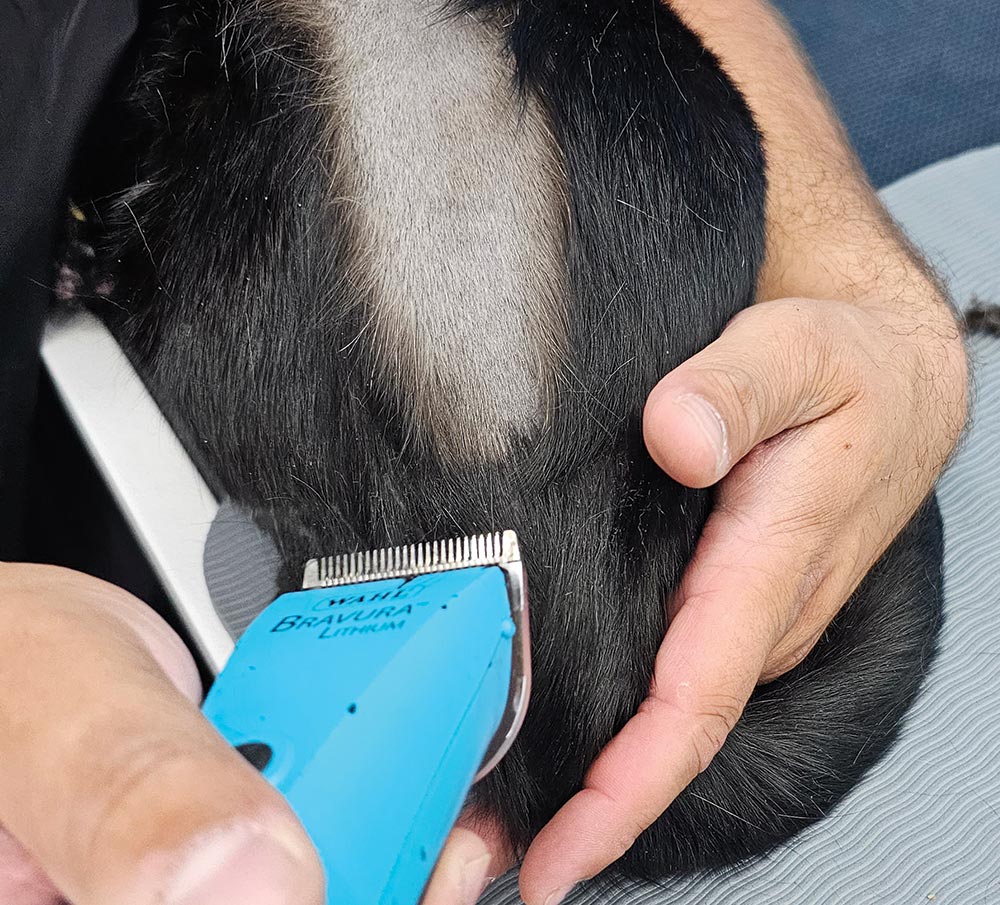 Close-up photograph perspective of a person's hand using a blue haircut blade clipper in reverse to shave off a black cat's base tail area