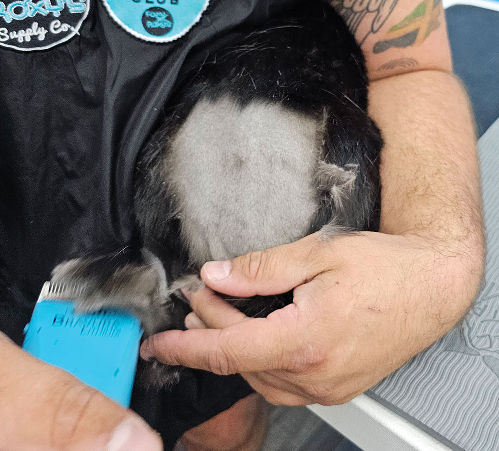 Close-up photograph perspective of a person's hand using a blue haircut blade clipper in reverse to shave off a black cat's base tail area while the cat's head is tucked in between the arm/side of the person's body