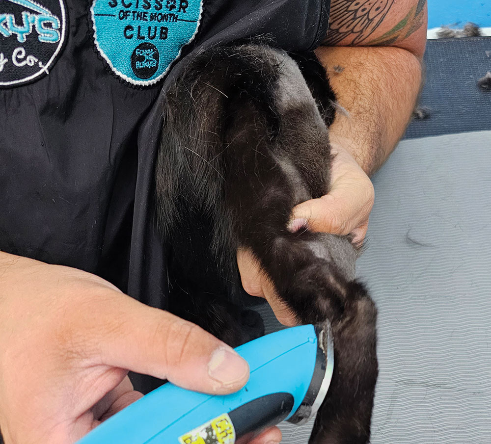 Close-up photograph perspective of a person's hand using a blue haircut blade clipper in reverse to shave off a black cat's base tail area from the point of hock as the person is applying pressure to the knee of the cat holding it in an extended position