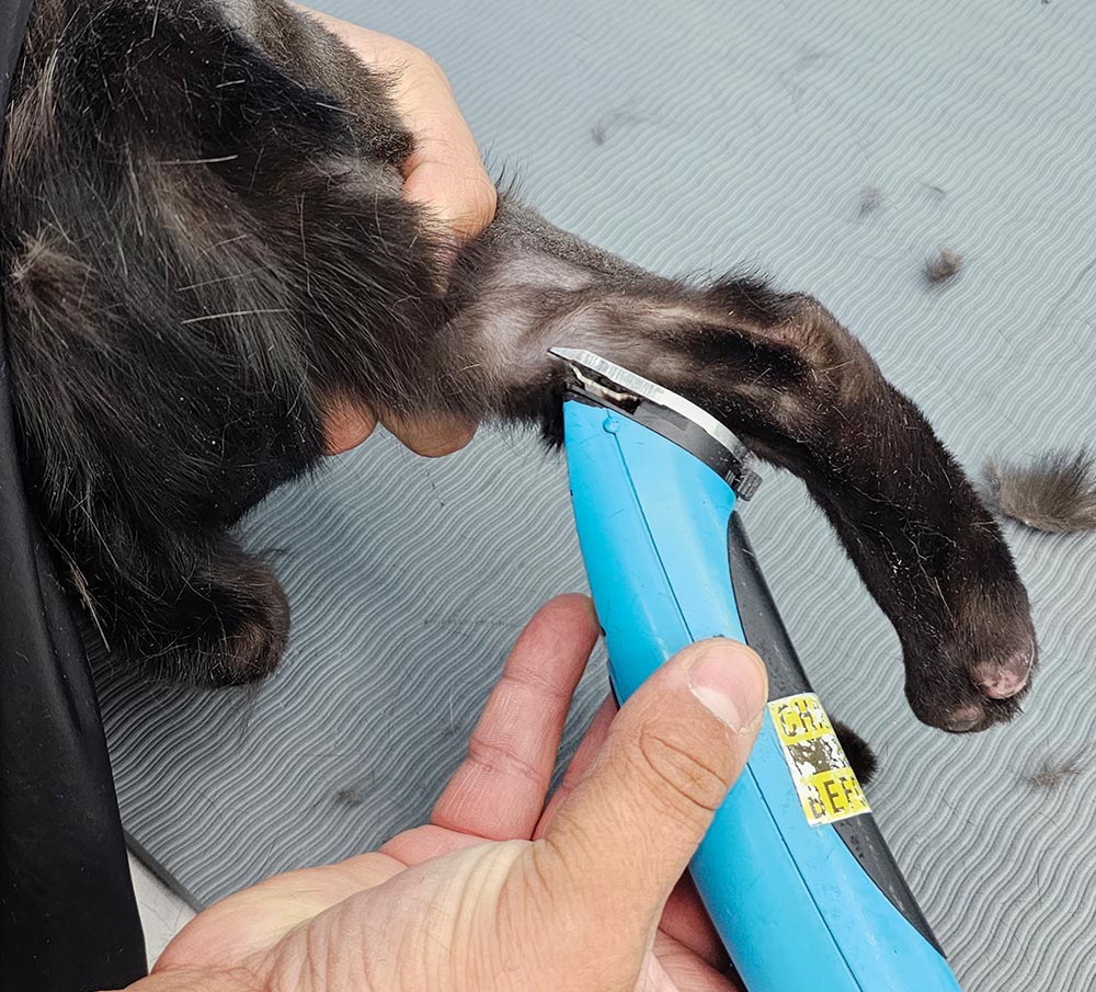Close-up photograph perspective of a person's hand using a blue haircut blade clipper in reverse to shave off a black cat's leg area while being extended out as the skin is taunt