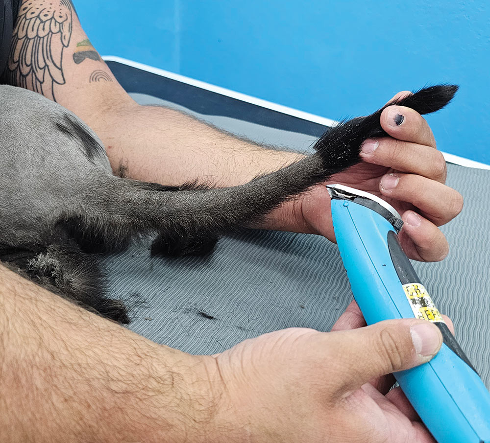 Close-up photograph perspective of a person's hand using a blue haircut blade clipper in reverse to shave off a black cat's end point tail area