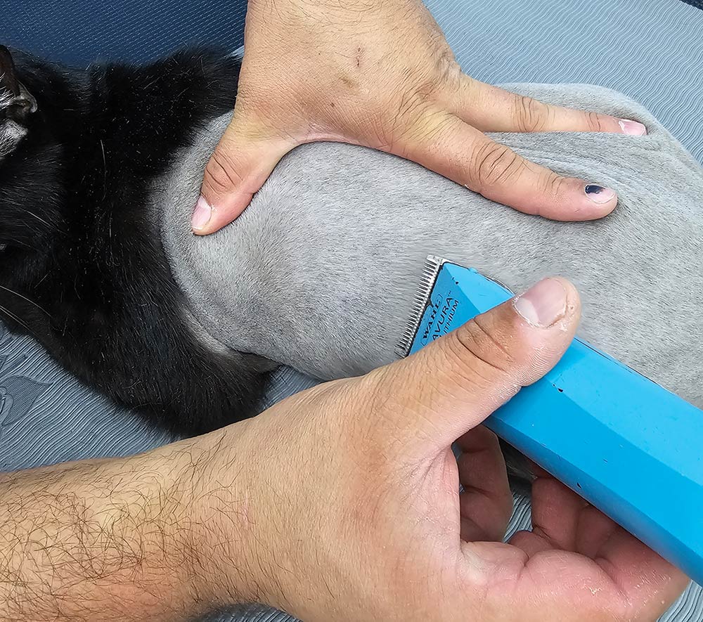 Close-up photograph perspective of a person's hand using a blue haircut blade clipper in reverse to shave off a black cat's body area going in small sections while stretching the skin tight to clean up clipper work