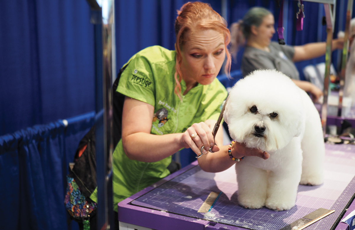 Woman grooming white fluffy small dog on a table