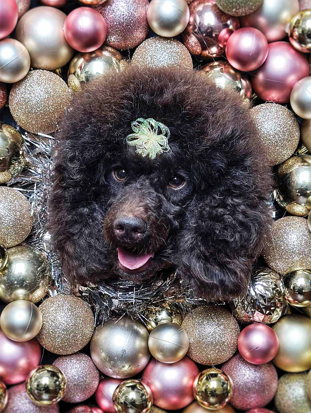 Close-up portrait photograph perspective of a black fluffy Poodle dog's face sticking its tongue out through the circular cut-out hole amongst the dark/light bronze Garland/Tinsel with many glued Ornaments surrounded with shiny lighted reflections off the Ornaments