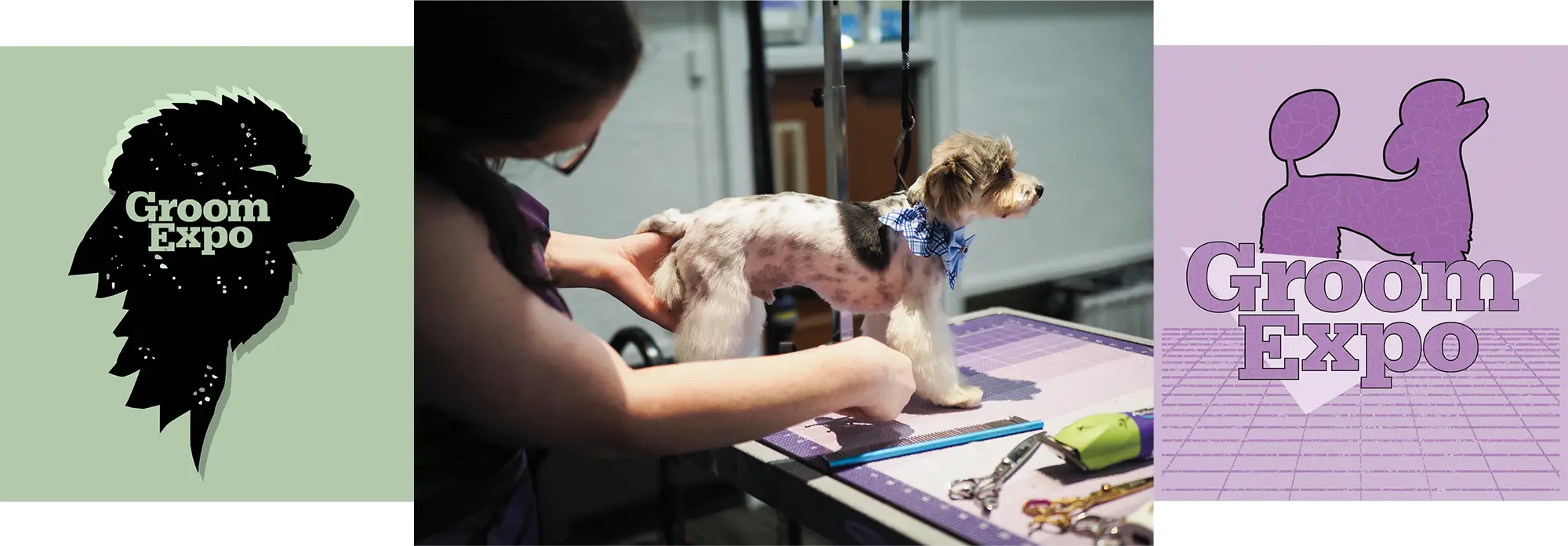 Woman grooming a small dog on a table